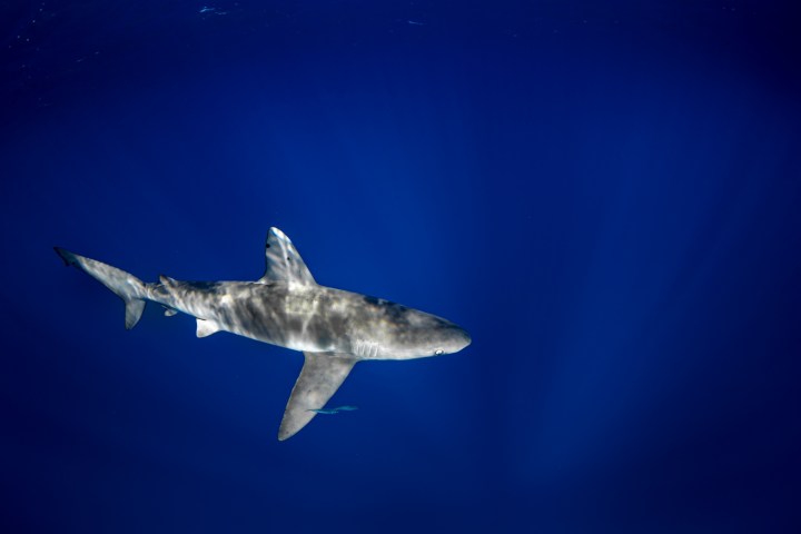a shark in the middle of a clear blue sky