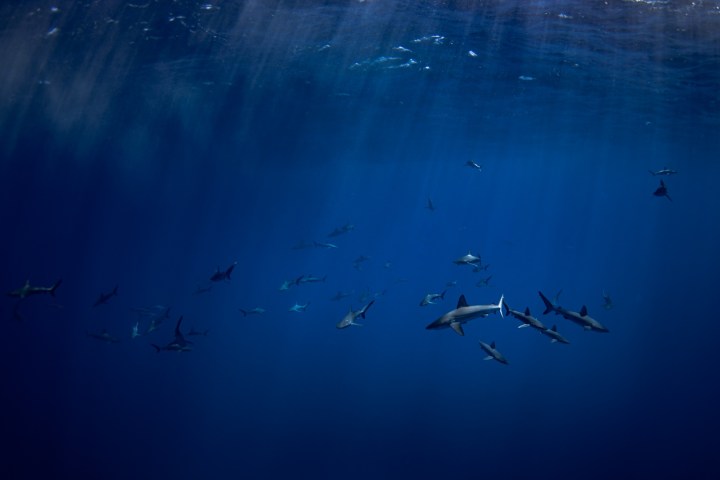 a group of sharks