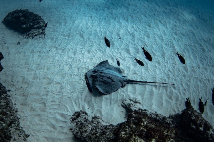 a fish on the sea floor