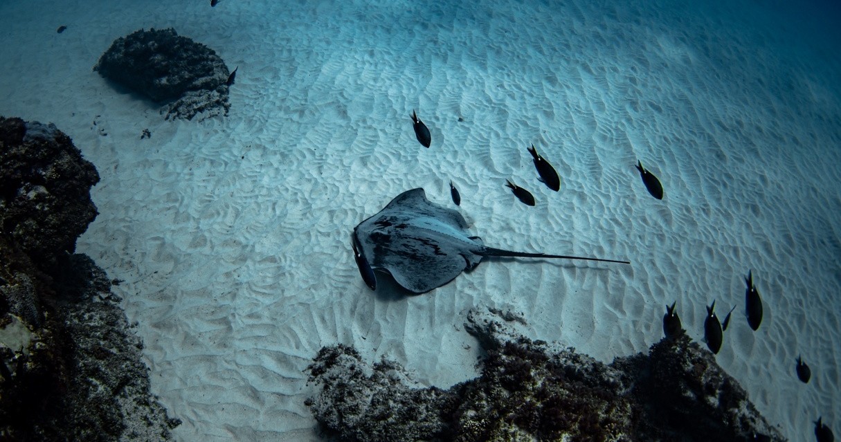 Guided Outer Reef Snorkelling Expedition Image 11 a fish on the sea floor