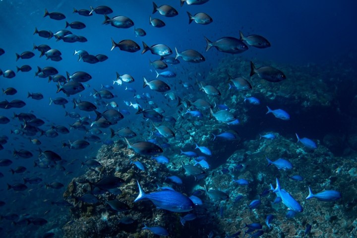 underwater view of a coral