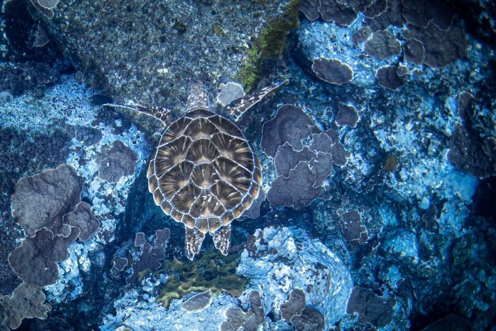 a close up of a turtle on a rock