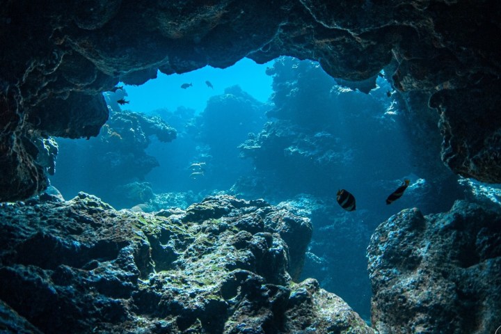 underwater view of a coral