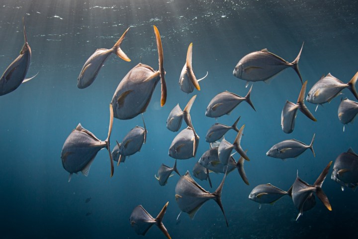 a close up of fishes