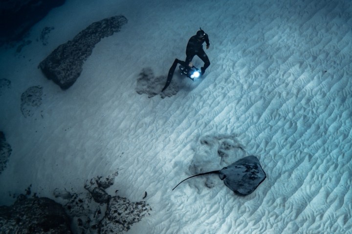 a man and a ray under the sea