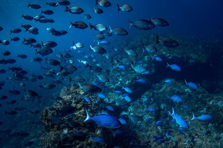 underwater view of a coral