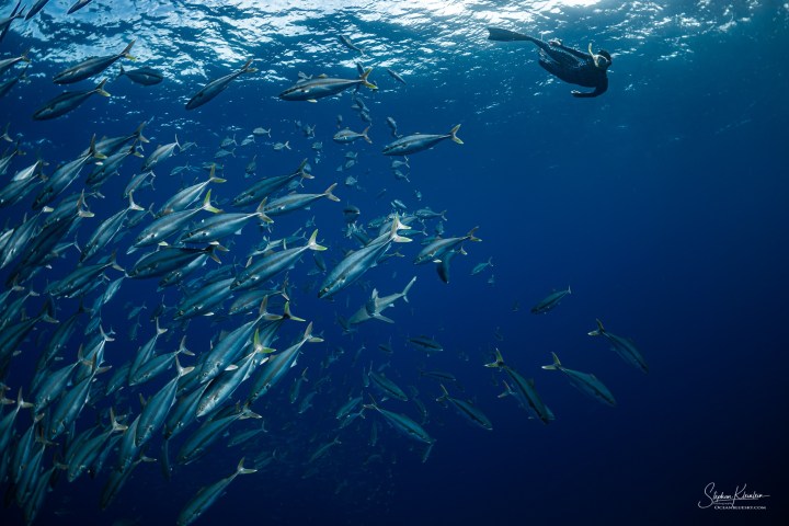 a group of people swimming in the water