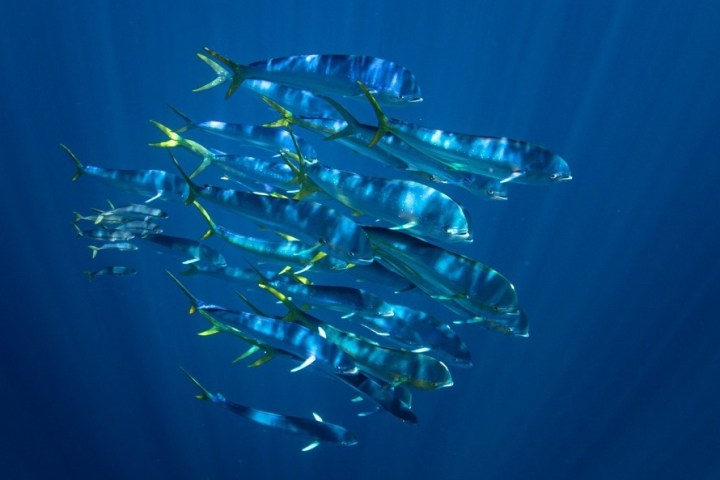 a group of large fish