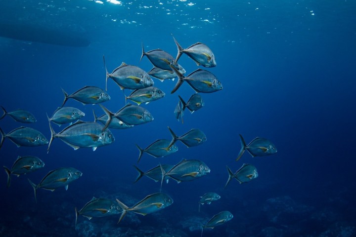 underwater view of the ocean