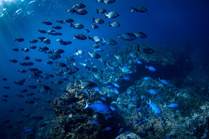 underwater view of a coral