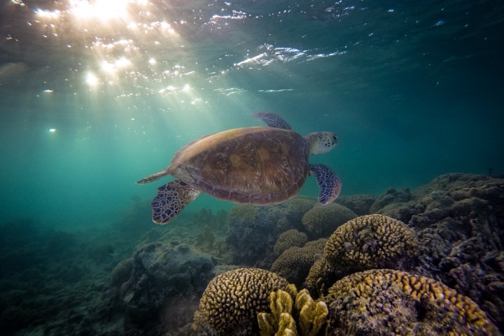 a turtle swimming under water