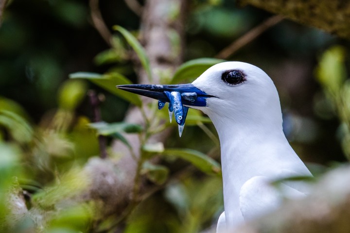 a small bird perched on a tree branch