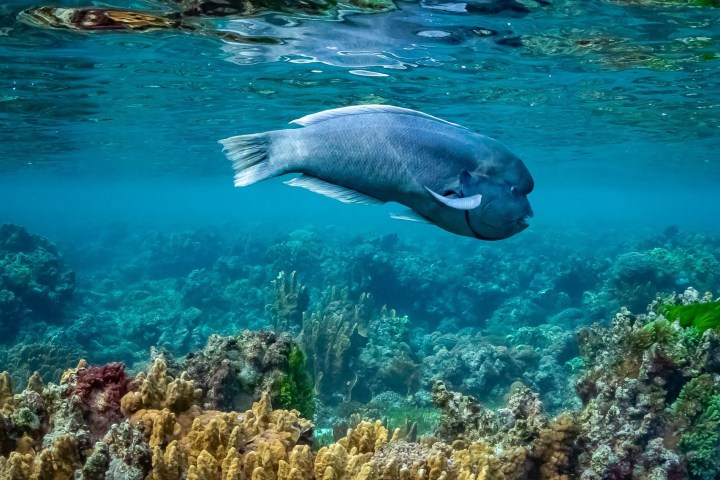 an animal swimming in the water