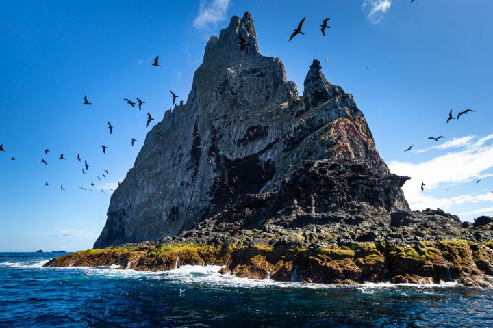 a flock of birds flying over a body of water