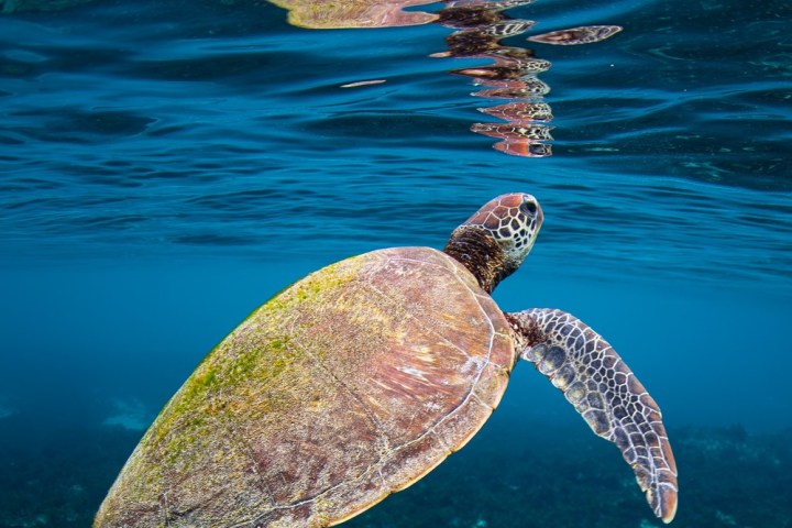a turtle swimming under water