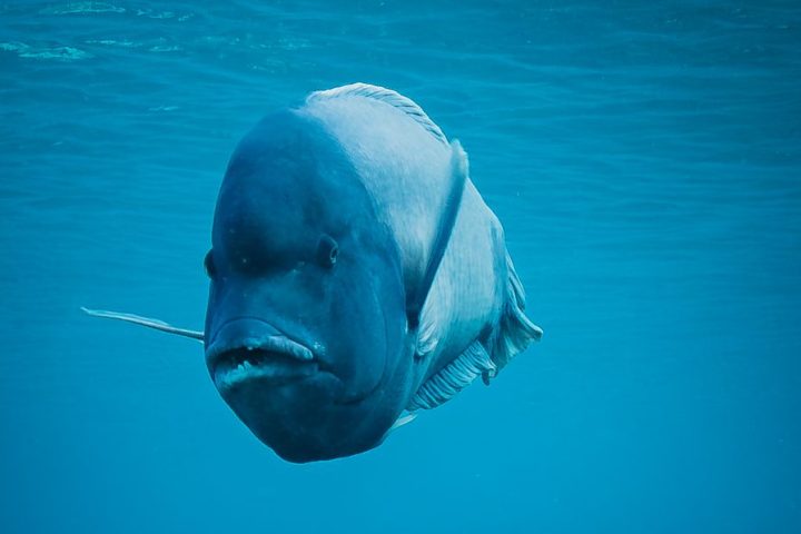 a fish swimming under water