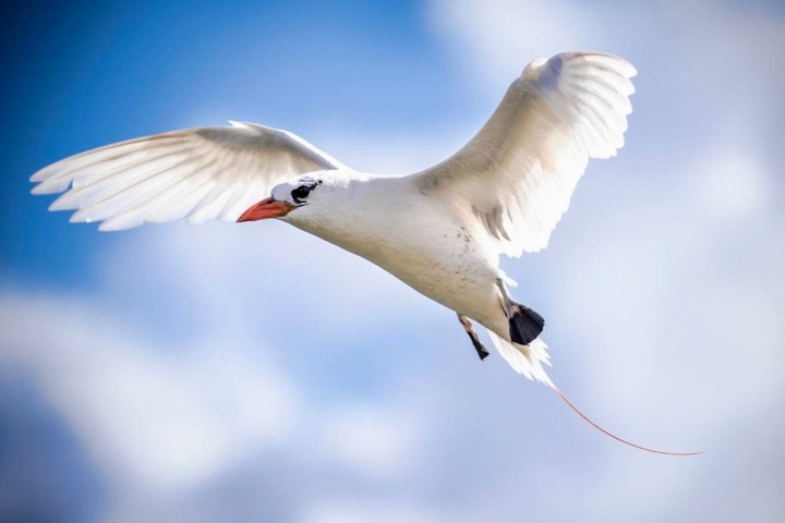 White bird with long tail feathers flying against a blue sky with clouds.