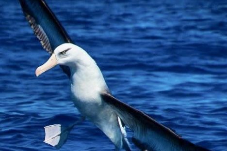 Albatross gliding over the ocean with wings spread wide against a deep blue sea background.