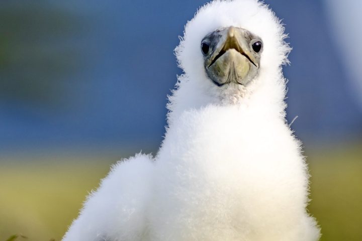 Fluffy white bird chick standing in grass with blue background.